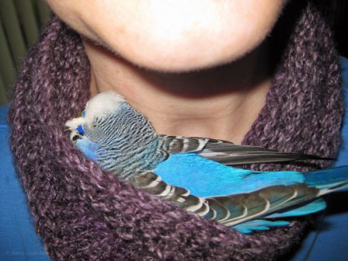 Budgie Cuddles from Tiny