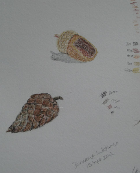 Acorn & Cone sketch, in Derwent Inktense pencils